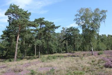 Ferienhaus in Stramproy (Limburg) oder Ferienwohnung oder Ferienhaus