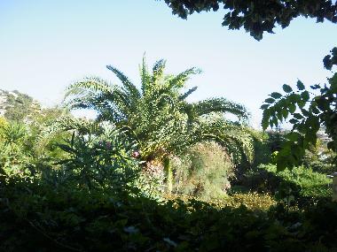 Ausblick von der Terrasse in den Garten