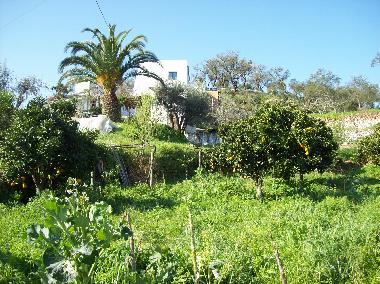 Orangenhain und Palmen im Naturgebiet Serra Grandola