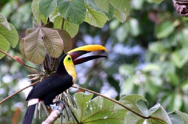 Ferienhaus in Puerto Viejo (Limon) oder Ferienwohnung oder Ferienhaus