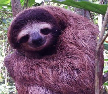 Ferienhaus in Puerto Viejo (Limon) oder Ferienwohnung oder Ferienhaus