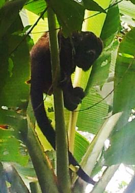 Ferienhaus in Puerto Viejo (Limon) oder Ferienwohnung oder Ferienhaus