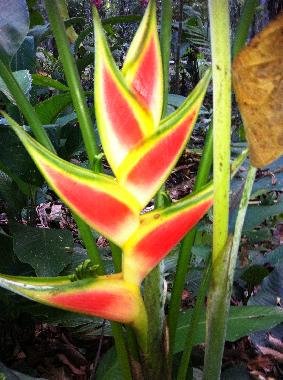 Ferienhaus in Puerto Viejo (Limon) oder Ferienwohnung oder Ferienhaus