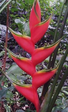 Ferienhaus in Puerto Viejo (Limon) oder Ferienwohnung oder Ferienhaus