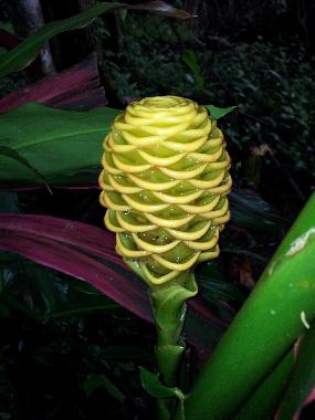 Ferienhaus in Puerto Viejo (Limon) oder Ferienwohnung oder Ferienhaus