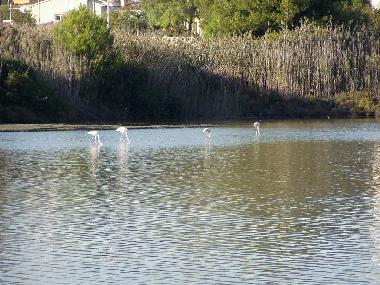 Binnen-Salzsee mit wilden Flamingos