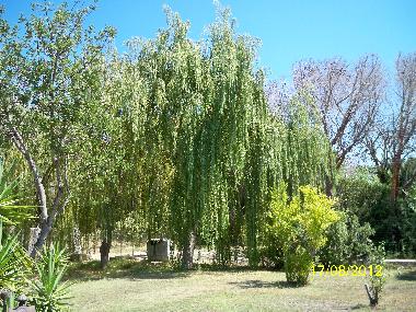 Ferienwohnung in Budoni (Olbia-Tempio) oder Ferienwohnung oder Ferienhaus