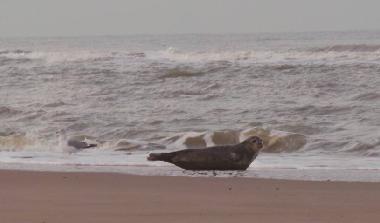  Seehund am Strand