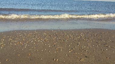 am Strand Muscheln suchen