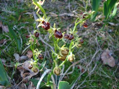 Wilde Orchideen wachsen hier.