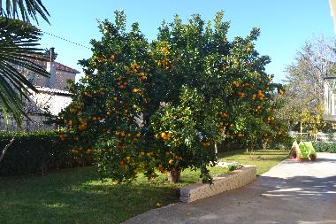 Ferienwohnung in Zadar (Zadarska) oder Ferienwohnung oder Ferienhaus