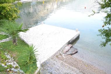 Ferienwohnung in Donji Morinj E65 Montenegro (Montenegro) oder Ferienwohnung oder Ferienhaus