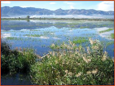 Das Naturschutzgebiet Marjal Pego-Oliva, eine wunderschne Landschaft