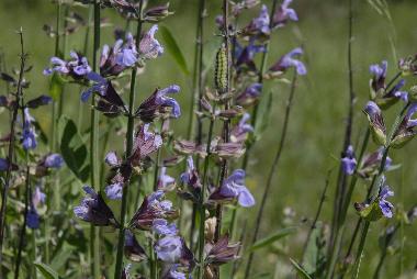 Ferienhaus in lavercantiere (Lot) oder Ferienwohnung oder Ferienhaus
