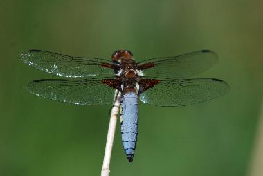 Ferienhaus in lavercantiere (Lot) oder Ferienwohnung oder Ferienhaus