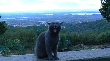 Pension in Candeleda (vila) oder Ferienwohnung oder Ferienhaus