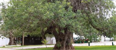 Chalet in Vila Nova de Cacela (Algarve) oder Ferienwohnung oder Ferienhaus