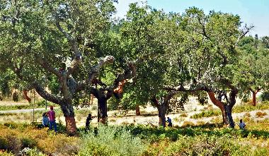 Pension in besteiros de cima (Alto Alentejo) oder Ferienwohnung oder Ferienhaus