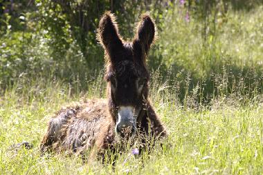 Pension in besteiros de cima (Alto Alentejo) oder Ferienwohnung oder Ferienhaus