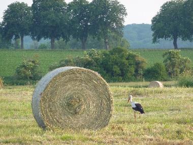 Ferienhaus in Dahmen (Mecklenburgische Seenplatte) oder Ferienwohnung oder Ferienhaus