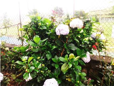 Ferienhaus in Nuwaraeliya (Nuwara Eliya) oder Ferienwohnung oder Ferienhaus