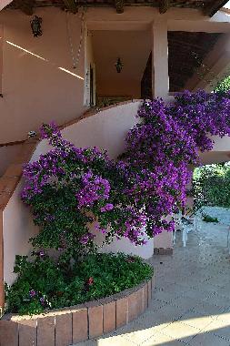 Ferienhaus in Casal Velino (Salerno) oder Ferienwohnung oder Ferienhaus