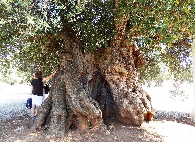 Ferienhaus in Francavilla Fontana (Brindisi) oder Ferienwohnung oder Ferienhaus
