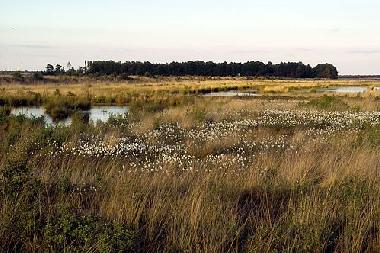 Renaturiertes Moor