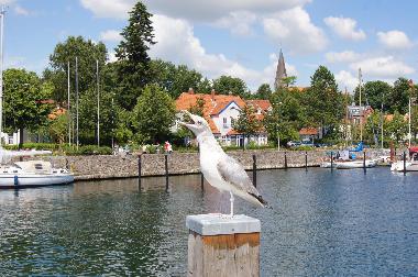 Eine typische M�we im Eckernf�rder Hafen.