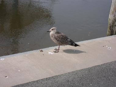 M�wenschitt im Hafen