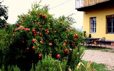 Ferienhaus in Canale (Cuneo) oder Ferienwohnung oder Ferienhaus