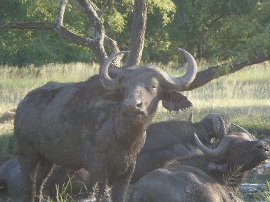 Ferienhaus in Marloth Park (Mpumalanga) oder Ferienwohnung oder Ferienhaus