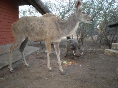 Ferienhaus in Marloth Park (Mpumalanga) oder Ferienwohnung oder Ferienhaus