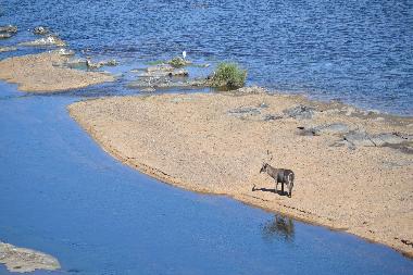 Ferienhaus in Marloth Park (Mpumalanga) oder Ferienwohnung oder Ferienhaus