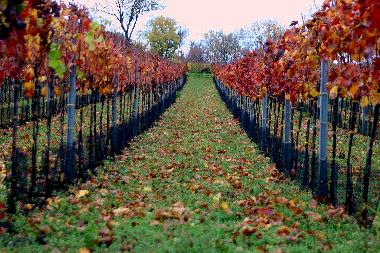 Ferienhaus in Illmitz (Nordburgenland) oder Ferienwohnung oder Ferienhaus
