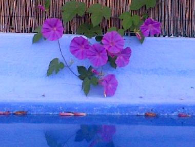 Ferienhaus in Monchique (Algarve) oder Ferienwohnung oder Ferienhaus