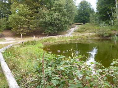 Im Regionalpark Rosengarten - am Kuhteich