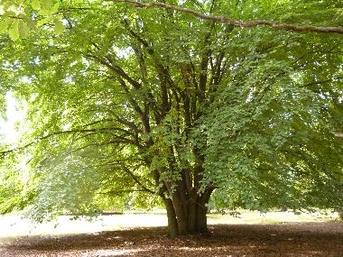 Im Regionalpark Rosengarten - die Jahrhundert-Buche