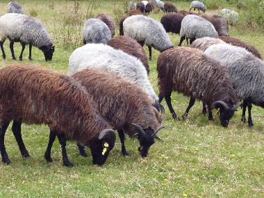 Im Regionalpark Rosengarten - Heidschnucken beim Grasen
