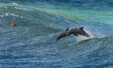 Ferienhaus in Arniston (Western Cape) oder Ferienwohnung oder Ferienhaus