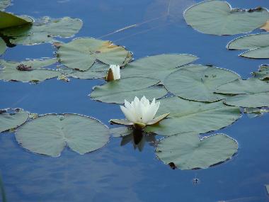 Ferienhaus in Bodafors (Smaland) oder Ferienwohnung oder Ferienhaus