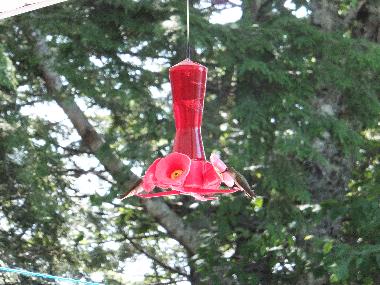 Kolibris an der Terrasse