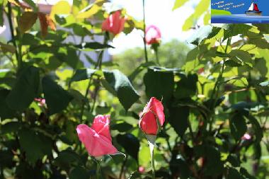 Ferienwohnung in Ohrid, Macedonia (Ohrid) oder Ferienwohnung oder Ferienhaus
