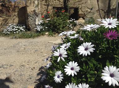 Impressionen: Blumen