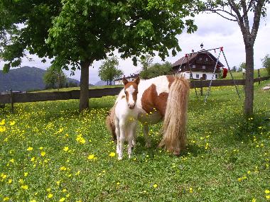 Mini Pony f�r Kinder