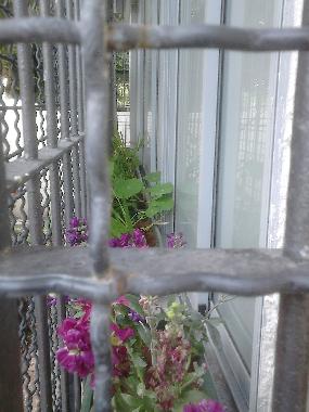 Ferienwohnung in Tel-Aviv (Tel Aviv) oder Ferienwohnung oder Ferienhaus