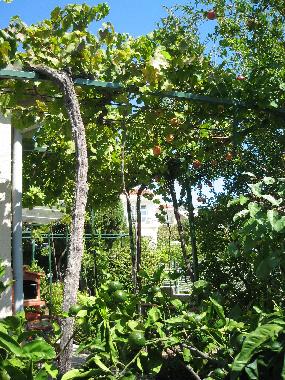 Ferienhaus in Orebić (Dubrovacko-Neretvanska) oder Ferienwohnung oder Ferienhaus