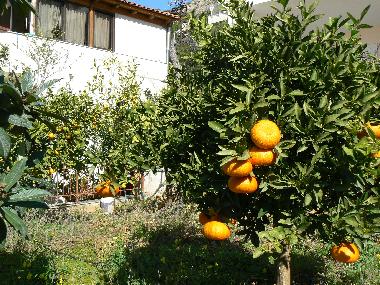 Ferienhaus in Agia Marina, Koropi (Attiki) oder Ferienwohnung oder Ferienhaus