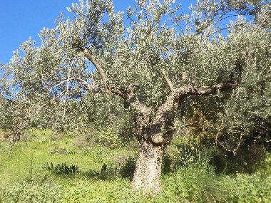 Ferienhaus in Ermioni (Argolida) oder Ferienwohnung oder Ferienhaus