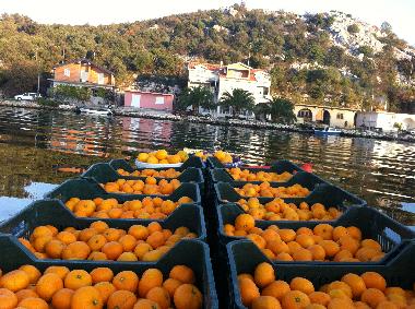 Ferienwohnung in Rogotin (Dubrovacko-Neretvanska) oder Ferienwohnung oder Ferienhaus